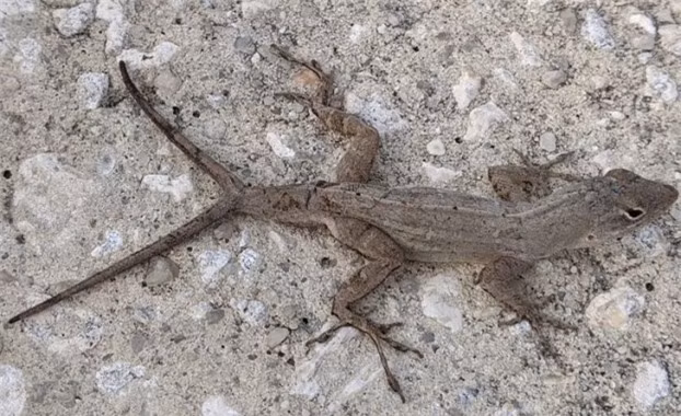 5. Một con thằn lằn 2 đuôi.