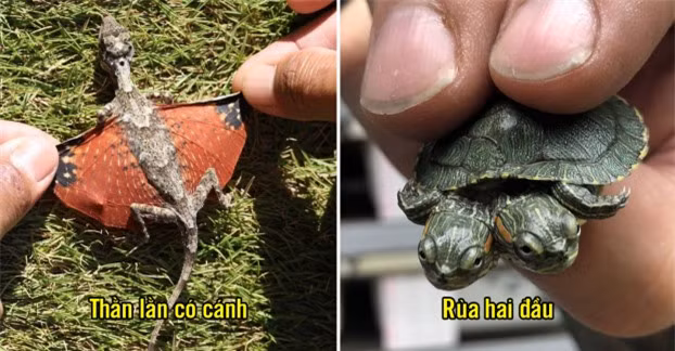 Trang Bright Side tổng hợp những hình ảnh của một số động vật ấn tượng khiến bạn hiểu thêm về thế giới muôn loài.