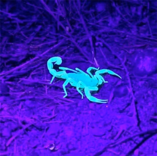 2. Ngoài có nọc cực độc, bọ cạp còn có khả năng phát sáng xanh trong bóng tối khi chiếu tia cực tím vào chúng.