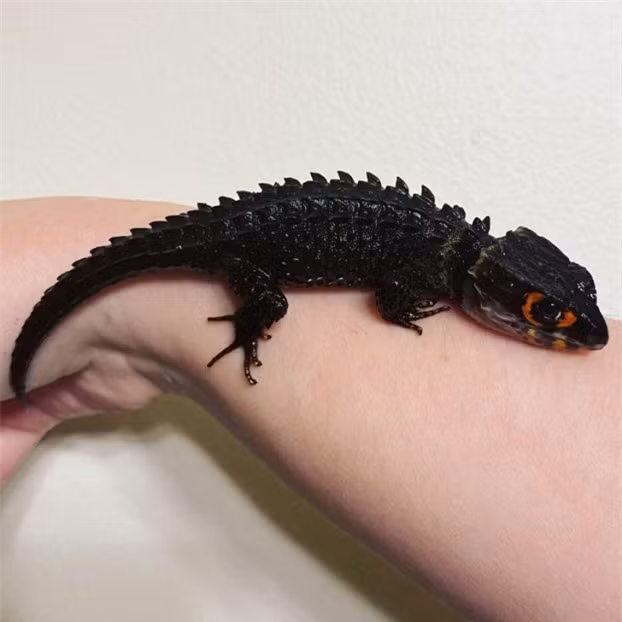 6. Thằn lằn cá sấu là một giống thằn lằn quý hiếm đang trên đà tuyệt chủng. Nó có ngoại hình như một con rồng.