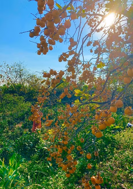 Xã Nam Anh, huyện Nam Đàn (Nghệ An) được coi là vựa hồng lớn nhất của tỉnh Nghệ An với cả nghìn gốc hồng hàng chục, thậm chí hàng trăm năm tuổi, mỗi năm cho thu hoạch hàng trăm tấn hồng các loại, mang về hàng tỷ đồng cho người dân nơi đây.