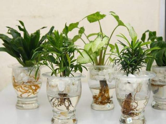 4 cay phong thuy trong khong can nuoc, cang xanh tuoi gia chu cang giau