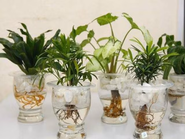 4 cay phong thuy trong khong can nuoc, cang xanh tuoi gia chu cang giau