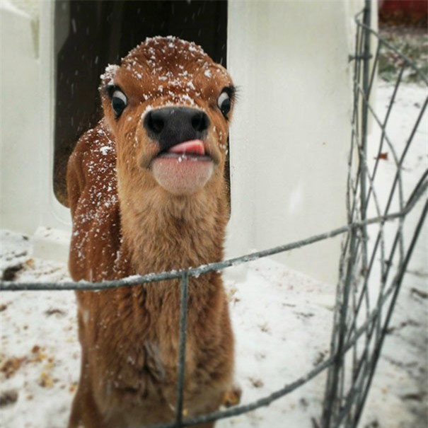 Khi phục vụ mang thức ăn đi qua bàn bạn... nhưng là mang đồ cho bàn kế