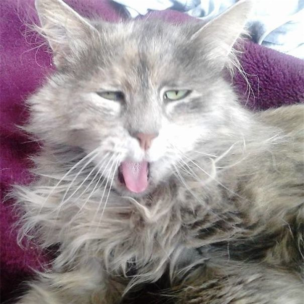 Đang ngáp dở thôi mà.