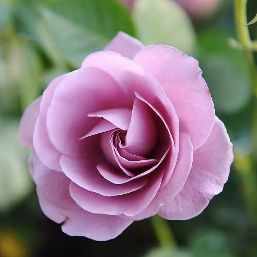 Ngoài ra, họ cũng là người hành động, suy nghĩ có logic, trật tự rõ ràng. Khi họ nói và làm việc gì cũng có sức thuyết phục cao với mọi người xung quanh. Vì vậy, họ sẽ không thiếu cơ hội để phát triển và kiếm tiền.