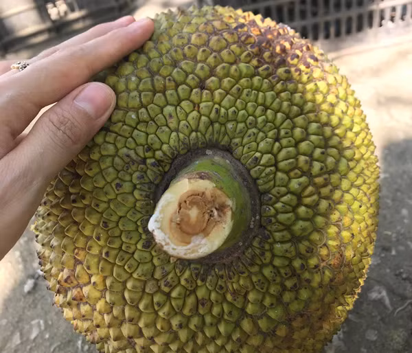 Chon mit cung chi can nhin diem nay biet ngay loai khong hoa chat