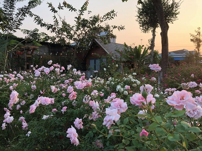 Ngôi nhà hoa hồng rộng 15m2 của vợ chồng trẻ ở Vũng Tàu ảnh 9