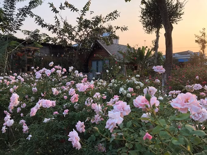 Ngôi nhà hoa hồng rộng 15m2 của vợ chồng trẻ ở Vũng Tàu ảnh 9