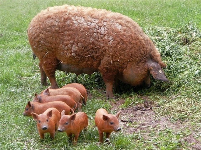 ##sc###Và ông nhân giống chúng với những con lợn Bakony và Szalonta 