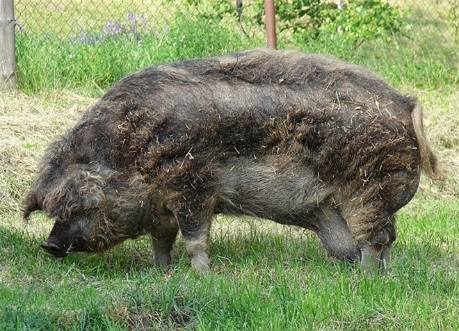 Việc nhân giống lợn Mangalitsa bắt đầu vào những năm 1830 thời Hoàng đế Austro-Hungerghen sau khi Archdi Joseph Anton Johann, người con thứ bảy của Hoàng đế dòng La Mã Leopold II, nhận được một số con lợn Sumadija từ một hoàng tử Serbia. 