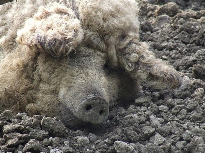 ##sc### Ban đầu heo được dành riêng cho Hoàng gia Habsburg, nhưng vì hương vị thịt tuyệt vời của nó nên đã trở nên phổ biến, đến cuối thế kỷ 19 nó là giống chính ở châu Âu. 