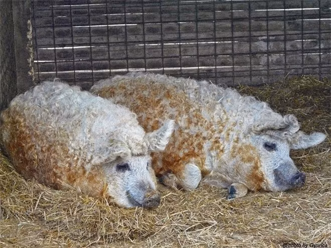  Mangalitsa không cần chăm sóc đặc biệt và có khả năng vỗ béo tốt. 