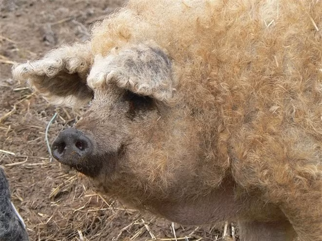  Kết quả là Mangalitsa có bộ lông xoăn có thể là màu đen, hoặc đỏ, nhưng thường có màu vàng. 