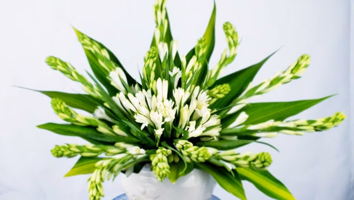 Huệ trắng là một loại hoa được nhiều chị em lựa chọn bởi hương thơm thanh khiết, giá cả "bình dân"