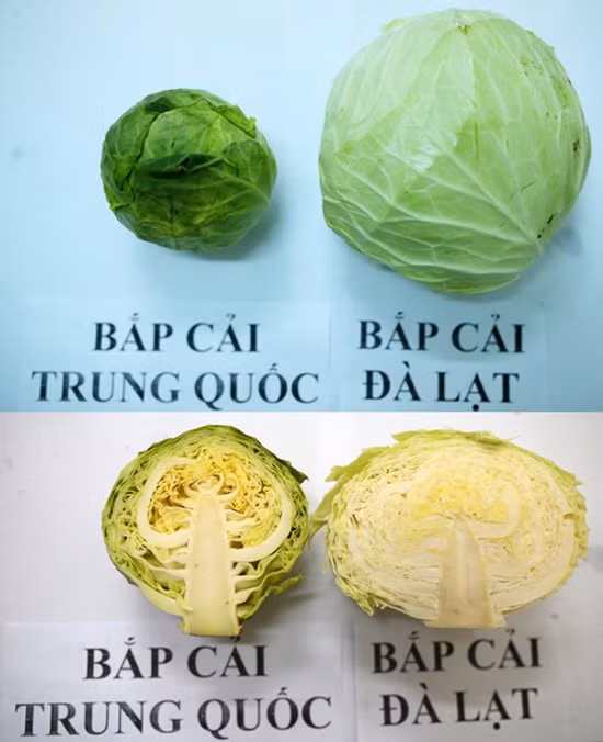Bắp cải Trung Quốc: Trái nhỏ, hình tròn, lá bao bên ngoài màu xanh đậm, lá cuốn không chặt, rất dễ bóc, khi cắt đôi ra các lá không bó sát vào nhau, kết cấu rất lỏng lẻo. Bắp cải Đà Lạt: Trái to, hình tròn dẹp, lá bao bên ngoài có màu xanh nhạt, lá cuốn chặt, khó bóc, khi cắt đôi ra các lá bó sát vào nhau, kết cấu rất chặt chẽ. 