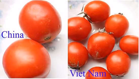 Là một trong số nhiều loại rau củ Trung Quốc được bán tràn lan tại các chợ ở Việt Nam. Điểm dễ phân biệt nhất là cà chua Việt hình thuôn nhỏ bầu dục, nhiều quả có núm nhỏ, nhọn hoặc cà chua sẽ có hình tròn dẹt, méo mó; vỏ bên ngoài không bóng đẹp. Trong khi đó, cà chua Trung Quốc thường có hình tròn, vỏ bóng, căng mịn trông rất bắt mắt; do được bón thuốc tăng trưởng nên thường cà chua quả sẽ rất to, đều nhau thường không có cuống hay núm quả.
