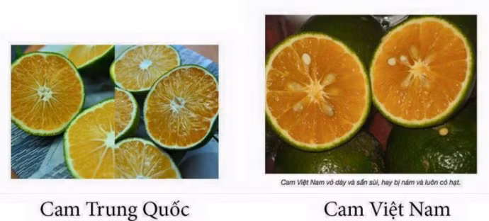 Cam Trung Quốc quả nhỏ, không hạt, không có mùi thơm, khi ăn rất nhạt, không chua, có giá thành rẻ hơn cam Việt Nam trong khi đó, cam Việt Nam vỏ dày, sần sùi, hay bị nám và luôn có hạt.