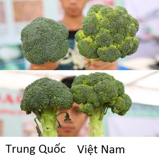 Súp lơ Trung Quốc bông nhỏ, cuống ngắn, có màu xanh đậm hơn còn súp lơ Việt bông to, cuống dài và có màu xanh nhạt. Búp lơ Trung Quốc đều nhau, mịn trong khi hoa lơ Việt ít đồng đều, có sự sần sùi.