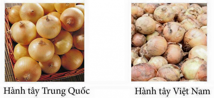 Việt thường có màu vàng trắng, phần ruột trắng ngần, thường có lớp vỏ mỏng, không có độ bóng, hơi sần, khô ráp. Còn hành tây Trung Quốc vỏ màu vàng thẫm, sáng bóng, kích thước to và dài. Bên trong có màu trắng hơi ngả sang màu xanh, đẫm nước. 