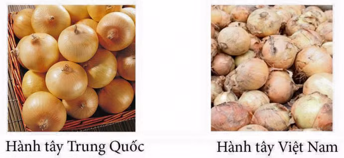 Việt thường có màu vàng trắng, phần ruột trắng ngần, thường có lớp vỏ mỏng, không có độ bóng, hơi sần, khô ráp. Còn hành tây Trung Quốc vỏ màu vàng thẫm, sáng bóng, kích thước to và dài. Bên trong có màu trắng hơi ngả sang màu xanh, đẫm nước. 