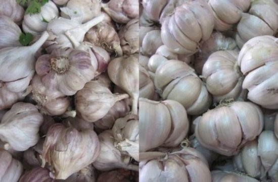 Tỏi Trung Quốc củ rất to, vỏ ngoài màu trắng hơi vàng, dễ bóc. Trái lại tỏi Việt thường củ nhỏ, nhiều tép, tép nhỏ vỏ ngoài màu trắng hoặc nâu tím, khó bóc. Tỏi ta có vị the, có mùi thơm, vị cay nồng đặc trưng. 