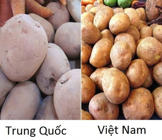 Nếu như khoai tây Trung Quốc có kích thước đồng đều, vỏ dày, trên vỏ có các chấm li ti, mắt củ to thì khoai tây Đà Lạt ít đồng đều, vỏ mỏng nên dễ bị trầy. Khoai Tây Trung Quốc da hồng khi cắt ra có màu vàng đậm hơn so với khoai Đà Lạt.