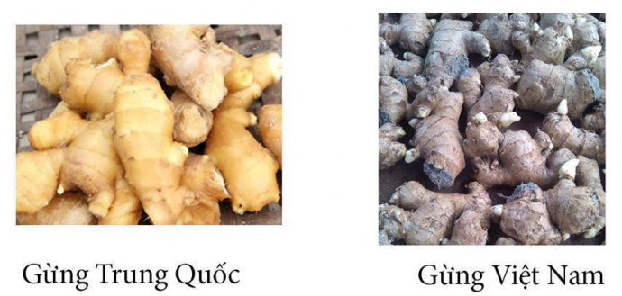 Việt Nam vỏ xỉn màu, nhiều rễ và nốt sần sùi, bẻ đôi củ sẽ thấy có đường gân bên trong, có vị thơm đậm, cay nồng. Trong khi gừng Trung Quốc củ to, tròn, da trơn láng, mịn màng, thân mọng nước, rất ít gân, xơ. 