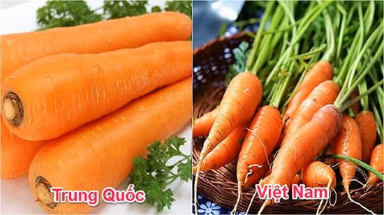 Cà rốt Việt Nam thường nhỏ, có cuống, rễ nhỏ li ti trên thân, củ màu hồng nhạt ngả sang vàng. Cà rốt Trung Quốc bóng loáng, củ đều, to không có cuống hay đầu thường đen do để lâu. 