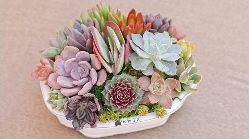 8 loai cay trong trong nha hut buc xa dien tu, cuc vuong phong thuy-Hinh-2