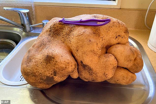 Choang vang phat hien ra cu khoai tay khung nang 8kg trong vuon nha