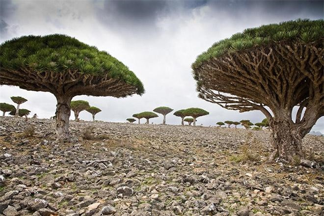 Socotra ở hữu môi trường vô cùng khắc nghiệt với những bãi cát rộng, hang động đá vôi và núi cao chót vót. Khí hậu nóng và khô cùng độ cao đã tạo nên một hệ sinh thái hết sức đặc biệt cho nơi này.