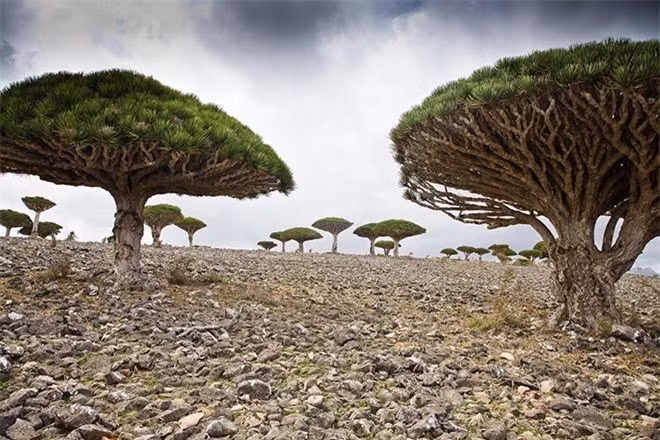 Socotra ở hữu môi trường vô cùng khắc nghiệt với những bãi cát rộng, hang động đá vôi và núi cao chót vót. Khí hậu nóng và khô cùng độ cao đã tạo nên một hệ sinh thái hết sức đặc biệt cho nơi này. 