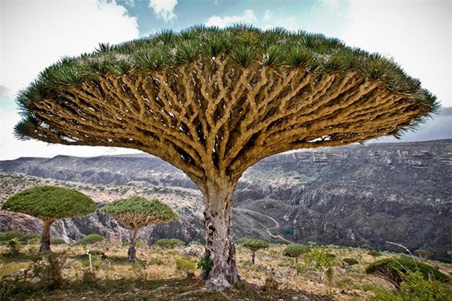  Đảo “ngoài hành tinh” Socotra – Yemen: Quần đảo Socotra nằm ở phía tây bắc Ấn Độ Dương, gần vịnh Aden, dài 250km bao gồm 4 hòn đảo chính và 2 đảo đá, trong đó hòn đảo lớn nhất là Socotra, chiếm tới 95% đất của quần đảo. Nếu bạn chìm vào một giấc ngủ dài và bất ngờ tỉnh dậy ở hòn đảo Socotra thì chắc chắn, bạn sẽ nghĩ rằng mình đã bị người ngoài hành tinh bắt cóc ra khỏi Trái Đất. Còn nếu đặt chân lên hòn đảo này lần đầu tiên, bạn sẽ có cảm giác như lạc vào khung cảnh một bộ phim viễn trưởng chỉ có trên truyền hình.