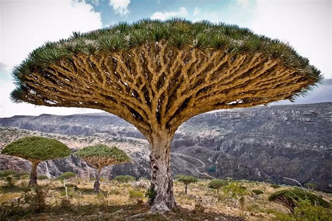  Đảo “ngoài hành tinh” Socotra – Yemen: Quần đảo Socotra nằm ở phía tây bắc Ấn Độ Dương, gần vịnh Aden, dài 250km bao gồm 4 hòn đảo chính và 2 đảo đá, trong đó hòn đảo lớn nhất là Socotra, chiếm tới 95% đất của quần đảo. Nếu bạn chìm vào một giấc ngủ dài và bất ngờ tỉnh dậy ở hòn đảo Socotra thì chắc chắn, bạn sẽ nghĩ rằng mình đã bị người ngoài hành tinh bắt cóc ra khỏi Trái Đất. Còn nếu đặt chân lên hòn đảo này lần đầu tiên, bạn sẽ có cảm giác như lạc vào khung cảnh một bộ phim viễn trưởng chỉ có trên truyền hình.
