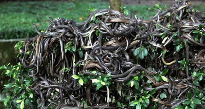  Đảo rắn độc Ilha de Queimada Grande, Brazil: Nằm cách thành phố Sao Paulo chưa đầy 150km, Ilha de Queimada Grande là nơi sinh sống của một trong những loài rắn độc nhất thế giới, Golden Lancehead. Một số chuyên gia ước tính rằng có khoảng 4000 con rắn sống tại đây, có nghĩa là trung bình mỗi mét vuông sẽ có 1 con rắn sinh sống.