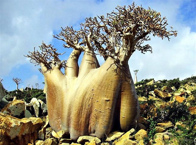 Tong số hơn 300 loài thực vật ở đây, nổi bật lên là loài cây huyết rồng. Tên gọi kỳ lạ này xuất phát từ nhựa cây mang màu đỏ như máu. Nhánh cây rất dài, trải rộng, nhìn từ trên cao xuống, nó trông giống như hình chiếc ô hoặc cây nấm khổng lồ. Tương truyền rằng, nhựa của loài cây này chính là máu của rồng, có tác dụng chữa bệnh. Ngoài ra, nó còn được dùng làm thuốc nhuộm và sử dụng trong những nghi lễ của các thầy phù thủy.