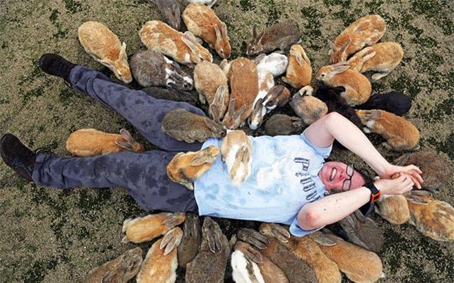 Chúng đều là thỏ hoang, nhưng rất thân thiện và dễ gần, đặc biệt là với người cho đồ ăn. Hòn đảo nhỏ xinh đẹp này hiện thu hút hàng trăm ngàn khách mỗi năm. Hiện nay, trên đảo còn có cả các khách sạn, khu cắm trại và sân golf dành cho du khách nữa.