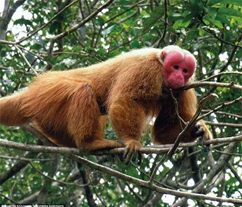 2 loài động vật Việt Nam vào danh sách “xấu nhất thế giới“ ảnh 5