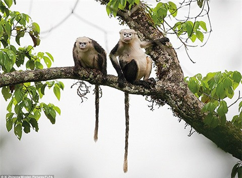 2 loài động vật Việt Nam vào danh sách “xấu nhất thế giới“ ảnh 1