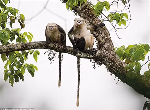 2 loài động vật Việt Nam vào danh sách “xấu nhất thế giới“ ảnh 1