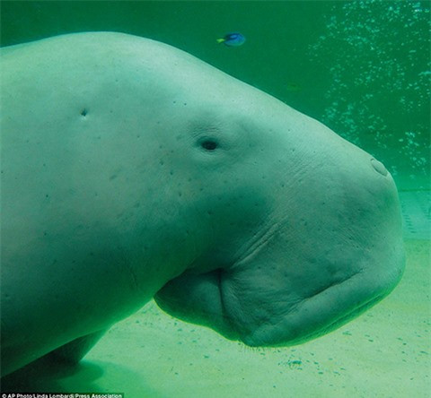 2 loài động vật Việt Nam vào danh sách “xấu nhất thế giới“ ảnh 13