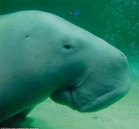 2 loài động vật Việt Nam vào danh sách “xấu nhất thế giới“ ảnh 13