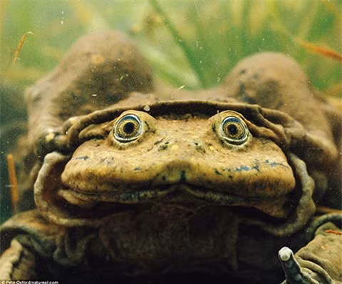 2 loài động vật Việt Nam vào danh sách “xấu nhất thế giới“ ảnh 4