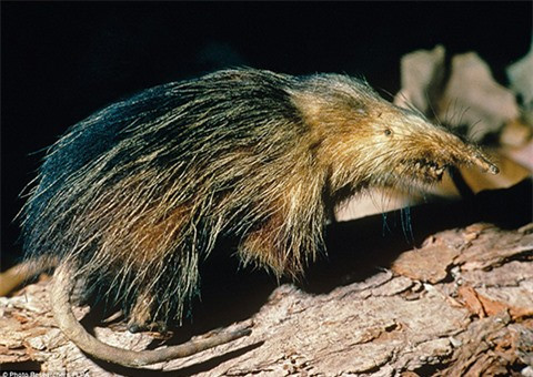 2 loài động vật Việt Nam vào danh sách “xấu nhất thế giới“ ảnh 7