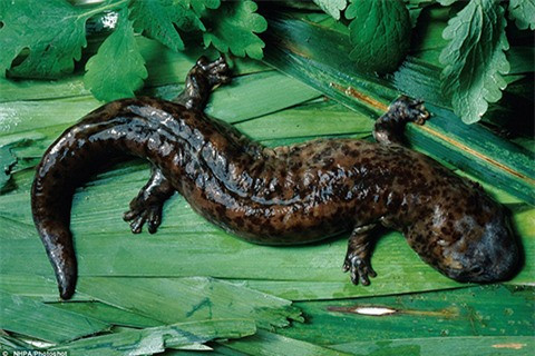 2 loài động vật Việt Nam vào danh sách “xấu nhất thế giới“ ảnh 11