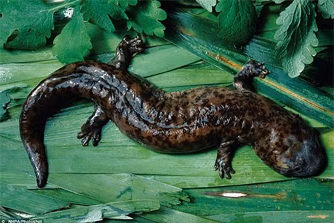 2 loài động vật Việt Nam vào danh sách “xấu nhất thế giới“ ảnh 11