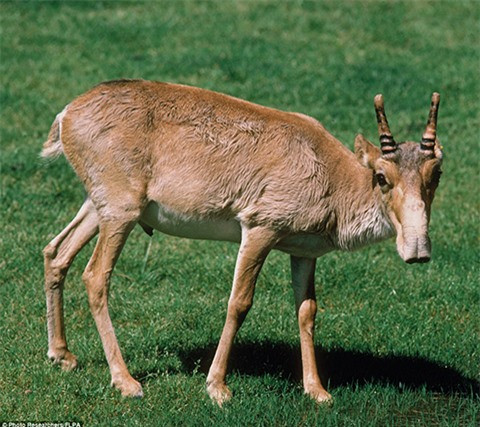 2 loài động vật Việt Nam vào danh sách “xấu nhất thế giới“ ảnh 8