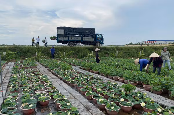 Loai cay quen thuoc dem trong len chau, vai nghin chau cung het sach-Hinh-3