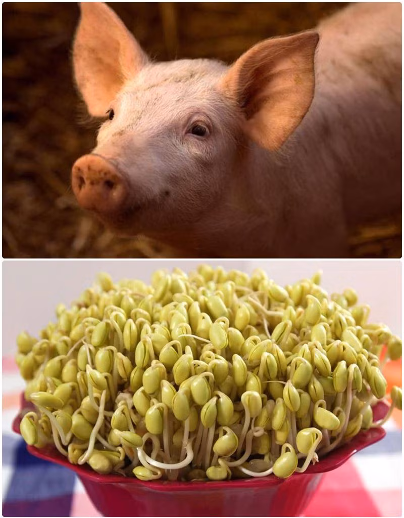 Thoi chua co xa bong, cung tan my nu tam goi the nao?-Hinh-9